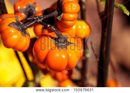 Pumpkin tree scientifically known as Solanum integrifolium is a plant that looks as if it is growing miniature orange pumpkins.