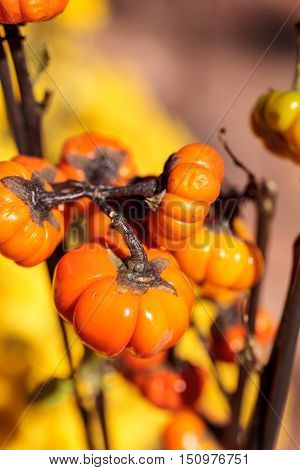 Pumpkin tree scientifically known as Solanum integrifolium is a plant that looks as if it is growing miniature orange pumpkins.