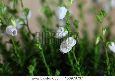 White flowers of the heath Daboecia cantabrica.