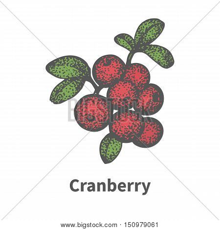 Vector illustration doodle sketch hand-drawn bunch of ripened red cranberry. Isolated on white background. The concept of harvesting. Vintage retro style. Ripe mooseberry