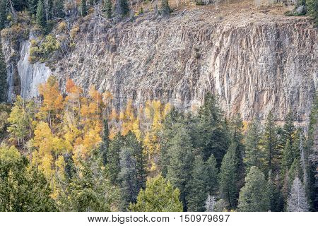 sandstone cliff and aspen grove in fall colors - overlook of Deep Creek Canyon near Dotsero in Rocky Mountains, Colorado