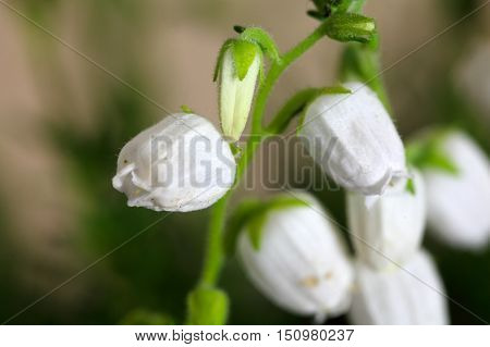 White flowers of the heath Daboecia cantabrica.