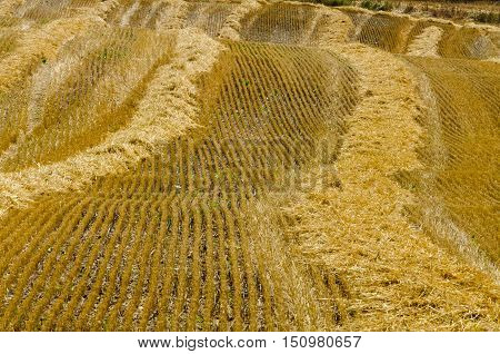 Picture of The compressed band on wheat field