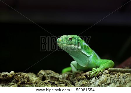Fiji banded iguana (Brachylophus fasciatus). Wildlife animal. 
