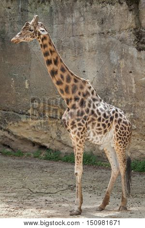Kordofan giraffe (Giraffa camelopardalis antiquorum), also known as the Central African giraffe. Wildlife animal. 