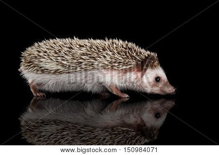 Prickly Hedgehog in Profile view isolated on Black Background with Reflection