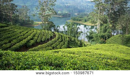 Sri Lanka's Hill Country and Tea estates