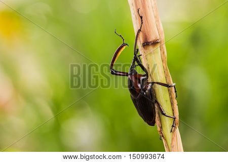 Wild Snout Beetle eating on the plant