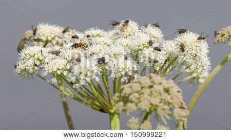 Many Flies On White Flower In Summer