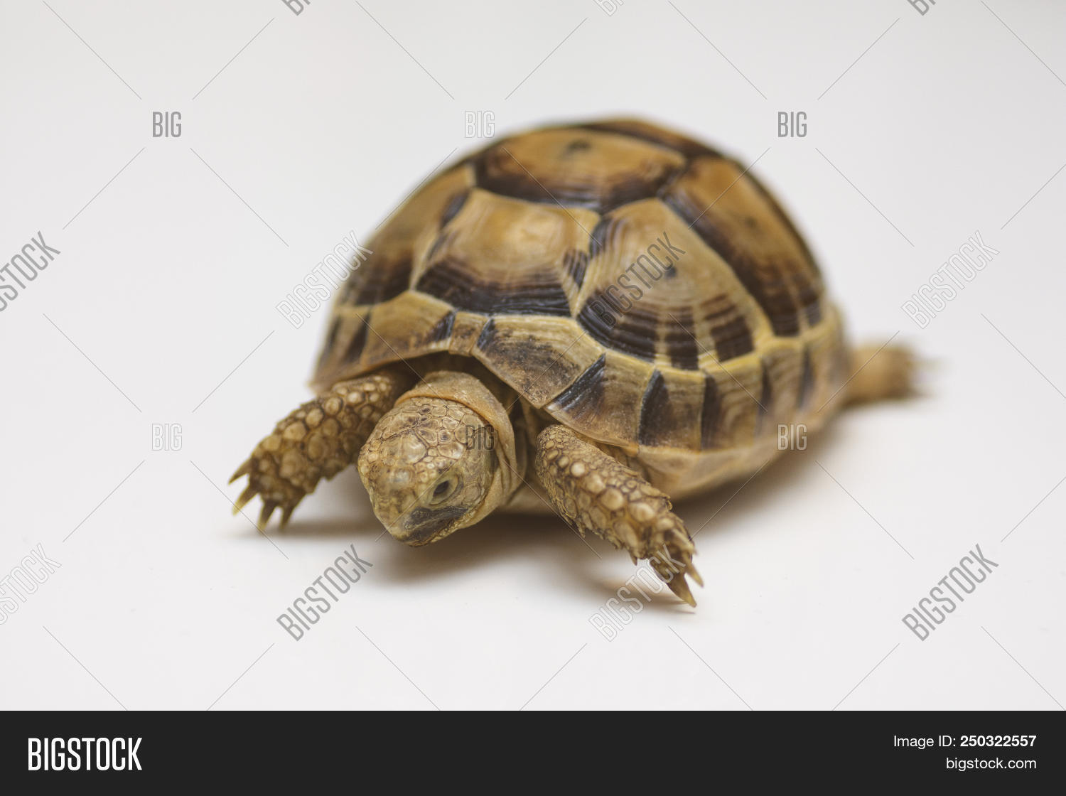 Baby Turtle. Little Image & Photo (Free Trial) | Bigstock