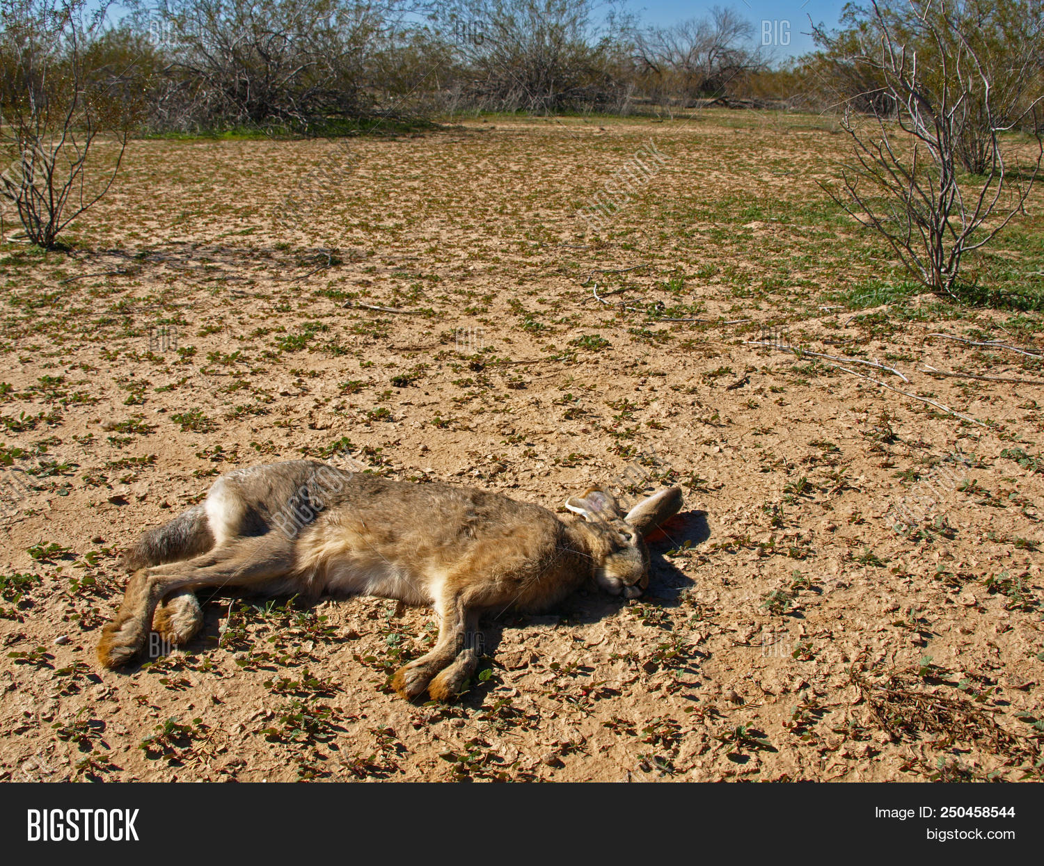 Dead Jackrabbit Remote Image & Photo (Free Trial) | Bigstock