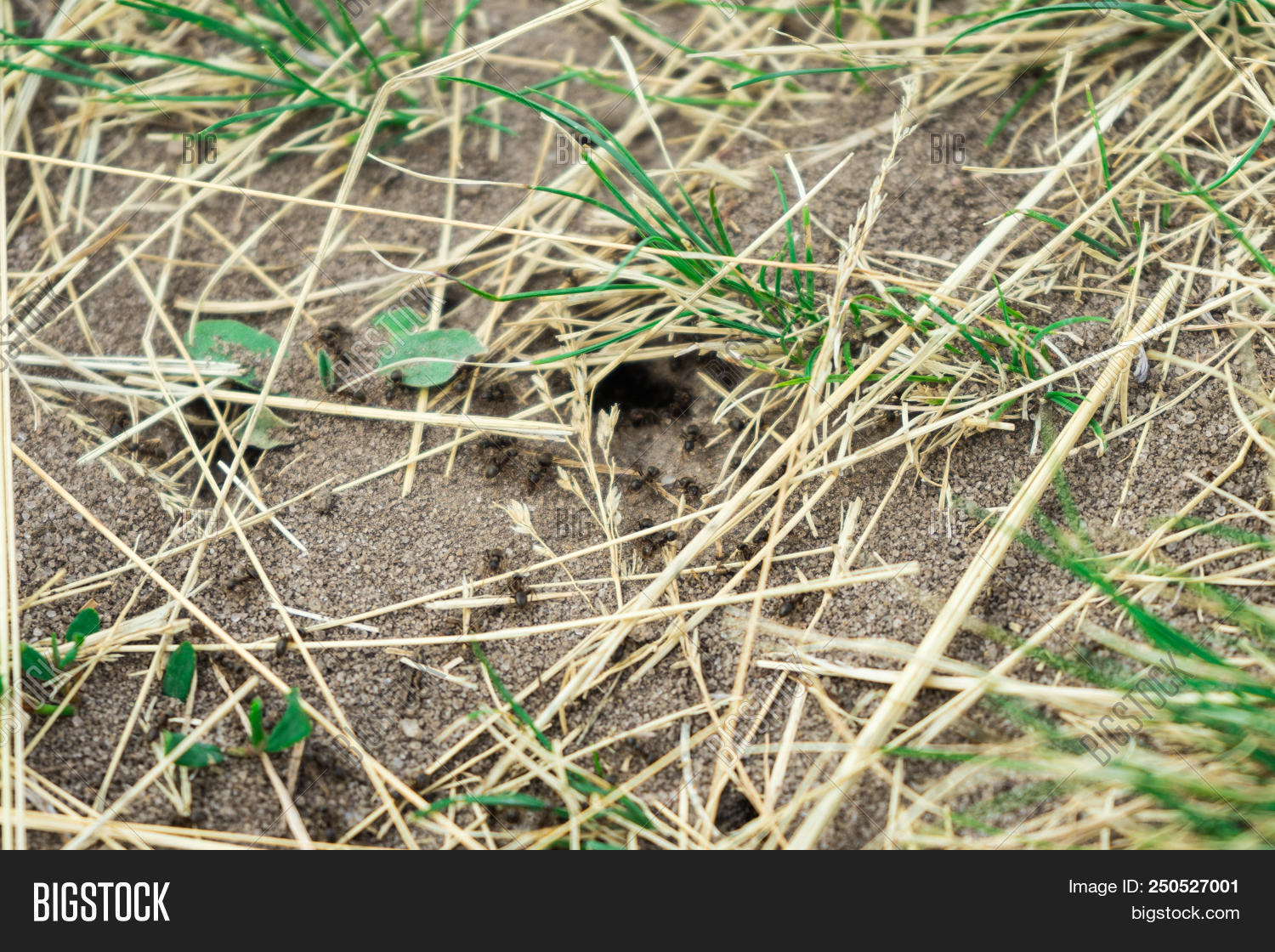Colony Ants Around Image & Photo (Free Trial) | Bigstock