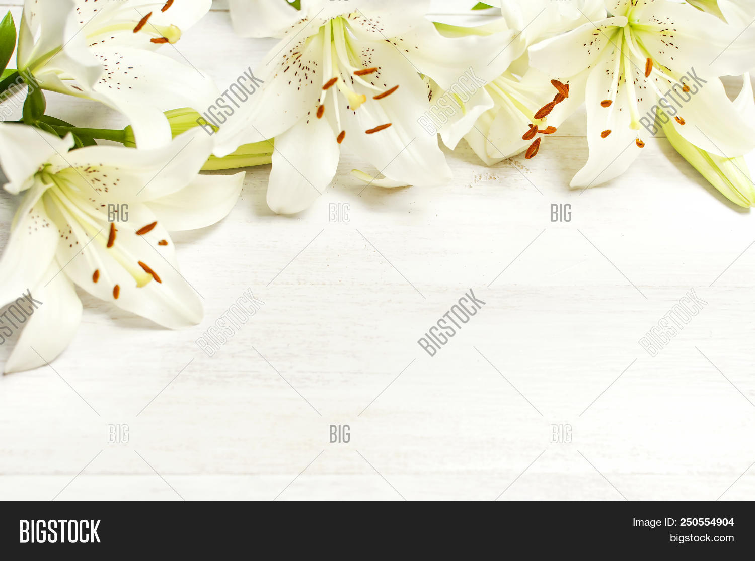 Frame White Lilies Image & Photo (Free Trial) Bigstock