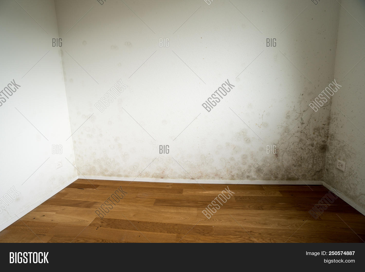 Apartment Toxic Mold Image Photo Free Trial Stock Apartment With A Toxic Mold And Mildew Problem