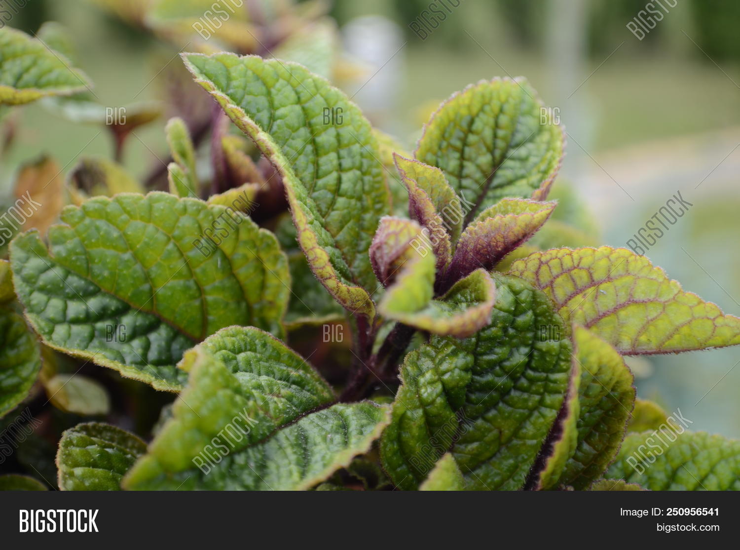 Small Leaves Old Plant Image &amp; Photo (Free Trial) | Bigstock