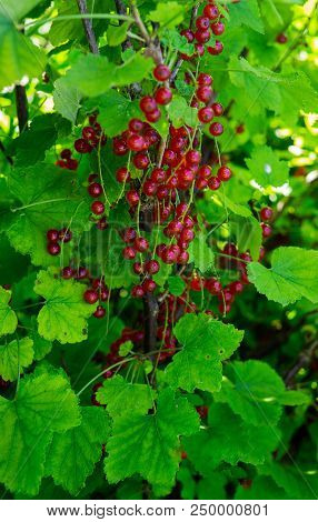 Branches Strewn With Red Currant Berries In The Garden