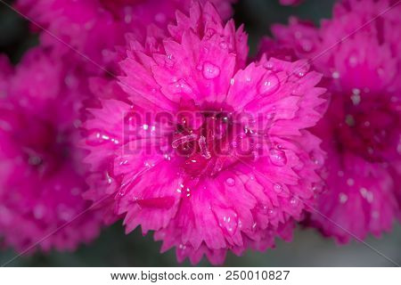 Closeup Of The Blossom Of A Carnation (dianthus Caryophyllus) With Water Drops