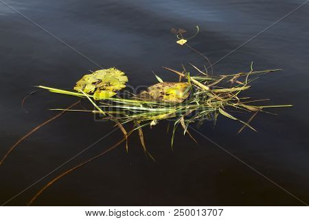 Floating On The Surface Of The Water Algae, Sedge And Leaves Of Water Lilies On The Lake, Close-up P