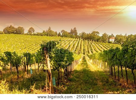 Vineyard Hills Of The City Of Vienna At Sunset, Toned