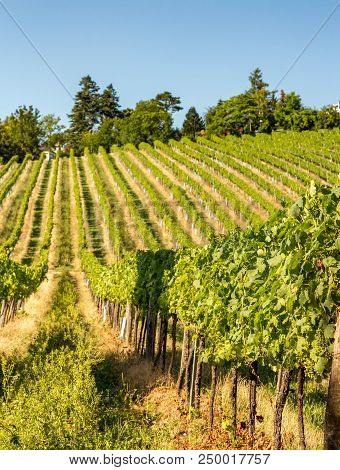 Vineyard Hills Of The City Of Vienna