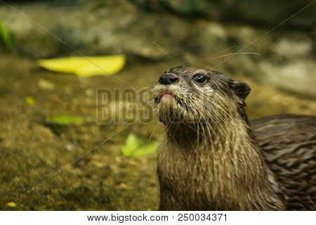 Small-clawed Otter Upper Body, Gray-brown Lower Body Slightly Weaker. Beneath The Chin And Neck, The