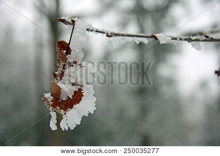 Dry Leaf Hanging On A Tree Covered With Hoarfrost. Morning Frost Deposition. Early Frosts, Freezing,