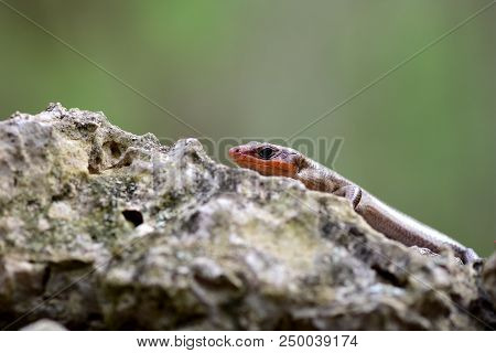 A Broad-headed Skink Resting On A Rock With A Natural Green Background.