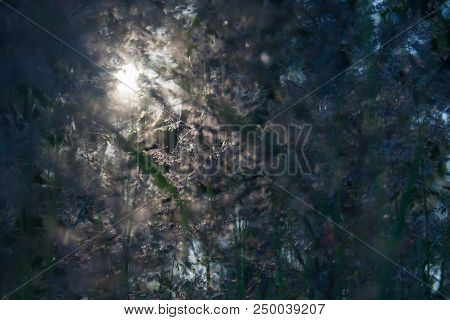 Nature Background. Pattern Plants And Sunrise. Grass Field