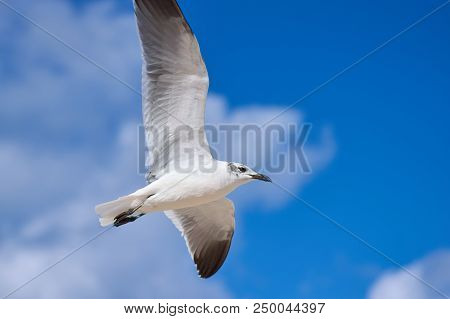 Albatross A Large Sea Bird With A Long Beak And Narrow Wings, Black And White Feathers, Feeds On Fis