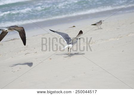 Albatross A Large Sea Bird With A Long Beak And Narrow Wings, Black And White Feathers, Feeds On Fis