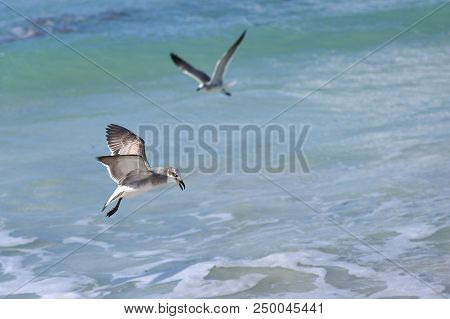 Albatross A Large Sea Bird With A Long Beak And Narrow Wings, Black And White Feathers, Feeds On Fis