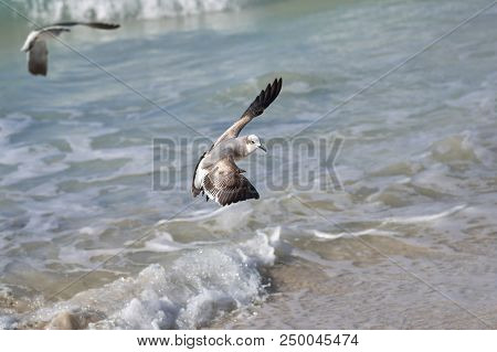 Albatross A Large Sea Bird With A Long Beak And Narrow Wings, Black And White Feathers, Feeds On Fis