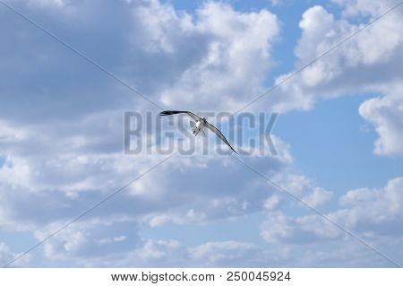 Albatross A Large Sea Bird With A Long Beak And Narrow Wings, Black And White Feathers, Feeds On Fis