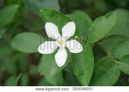 White Wrightia Antidysenterica Flower In Nature Garden