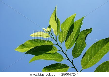 Fresh Green Annona Squamosa Leaves On Blue Sky