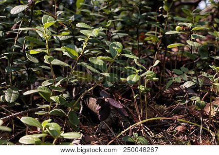 Blueberry Plant On The Ground In A Spring Forest