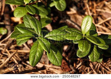 Blueberry Plant On The Ground In A Spring Forest