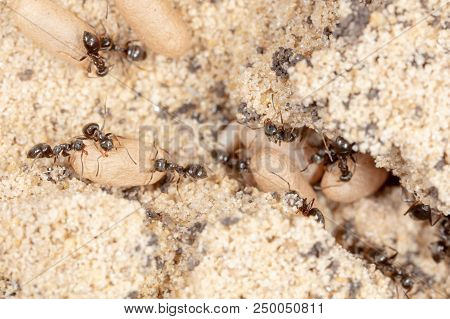 Ants And Formic Eggs In Nature. Macro