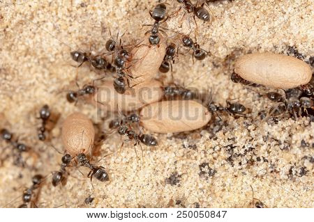 Ants And Formic Eggs In Nature. Macro