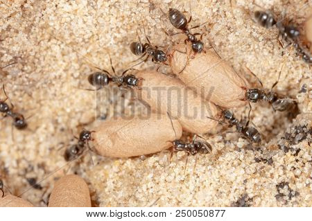 Ants And Formic Eggs In Nature. Macro