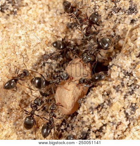 Ants And Formic Eggs In Nature. Macro