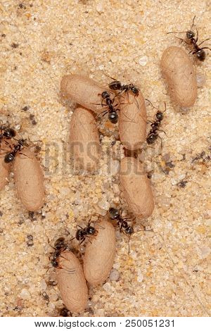 Ants And Formic Eggs In Nature. Macro