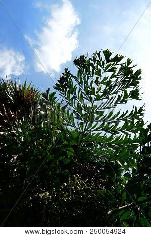 Blue Sky And Clouds With Areca Nut Palm Or Betel Nuts, Sky Background, Cloudscape Concept, Space For