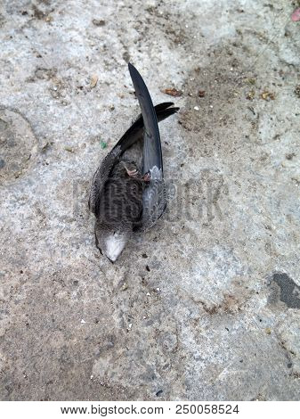 Dead Common Swift In Village Street