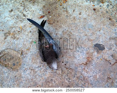 Dead Common Swift In Village Street