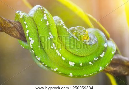 Green Python On The Branches Of Trees In The Jungle