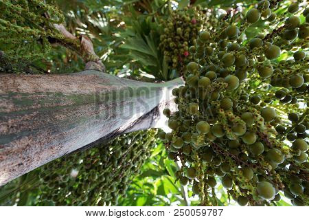 Looking Up, Inflorescence Of Areca Nut Palm Or Betel Nuts (supari Plant,tamil Nadu,arecaceae, Thekka