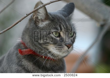 Gato gris con Collar rojo