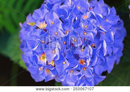 Hortense, A Pink Blooming Hydrangea Bush. House Plants.
