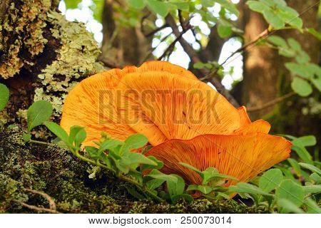 Omphalotus Illudens Mushroom